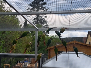 Grünwangenrotschwanzsittiche abzugeben  Bild 3