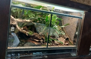 Tropenterrarium 60x40x40 Bild 5