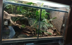 Tropenterrarium 60x40x40 Bild 3