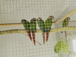 Grünwangenrotschwanzsittiche abzugeben  Bild 2