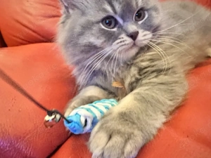 mischlings kitten abzugeben 