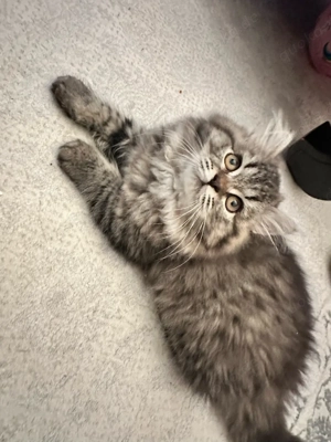 mischlings kitten abzugeben 