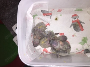 junge handzahme Mohrenkopfpapagei-Babys