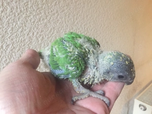 junge handzahme Mohrenkopfpapagei-Babys
