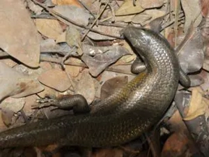 0,1 Vielstreifenskink  