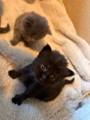 5 Edelmix kitten Main Coon  BLH 