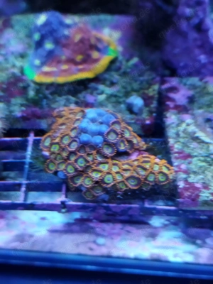 zohantus fruit loops Koralle 