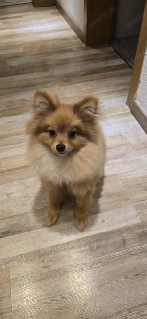 Zwerg Spitz   Pomaranian 