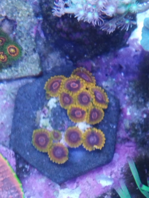 mind tick zohantus Koralle 