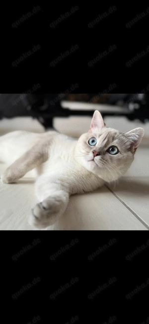 BKH Katze in liebevolle Hände abzugeben