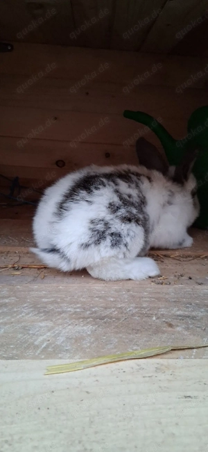 verkaufe deutsche riesen mixe Bild 6