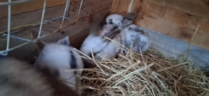 verkaufe deutsche riesen mixe Bild 2