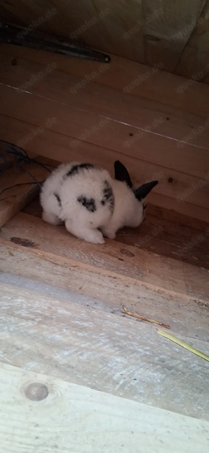 verkaufe deutsche riesen mixe Bild 7