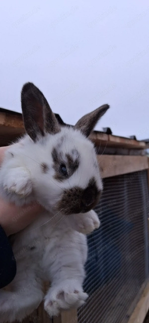 verkaufe deutsche riesen mixe Bild 3