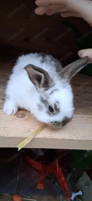 verkaufe deutsche riesen mixe Bild 5