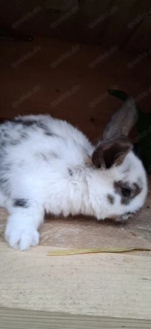 verkaufe deutsche riesen mixe Bild 4