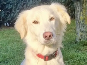 Queen sucht ihr Zuhause