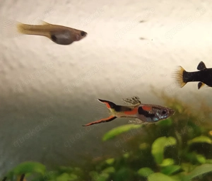 Endler Guppys Zierfische