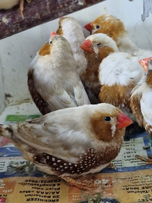 Zebrafinken Männchen in der Farbe Isabell aus Hobbyhaltung 