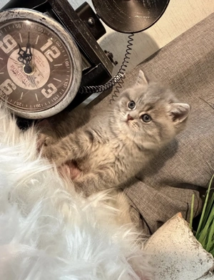 Britisch-Kurzhaar-Kitten 