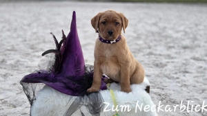 Labrador Retriever Welpen in der Farbe foxred vom Züchter 