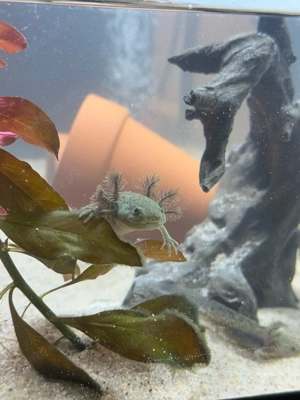 wunderschönes Axolotl Jungtier