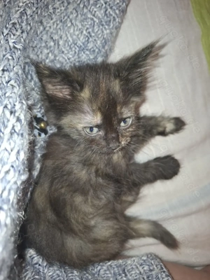 Zuckersüße Maine Coon Kitten 