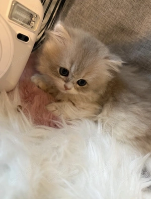 Britisch-Kurzhaar-Kitten 