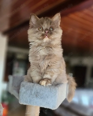 BLH Kitten in cinnamontortie Farbe