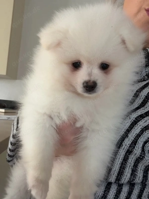 Reinrassige Pomeranian Welpen weiss  