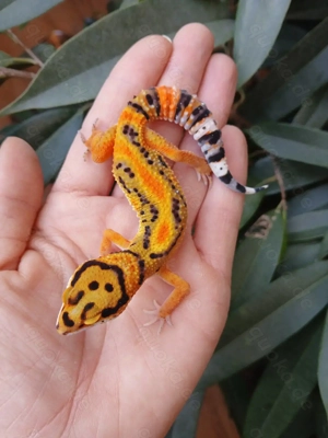 Verschiedene Leopardgecko's Eublepharis macularius NZ 25