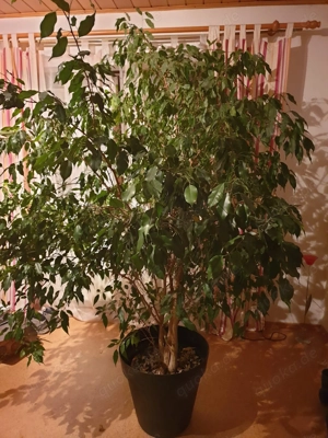 Ficus Benjamini (Birkenfeige)