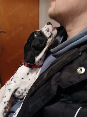 Dalmatiner-Labrador-Retriever Mix