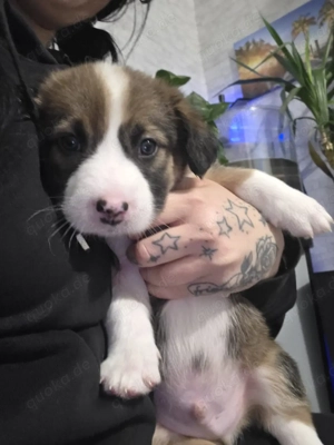 Australien Sheperd Mix Welpen