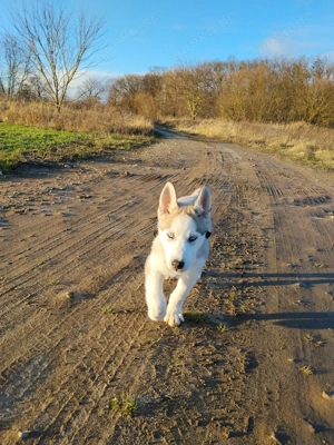 Siberian Husky Junghund Welpe Rüde