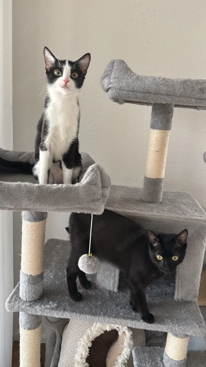 Zwei sensible&verschmuste Wohnungskatzen suchen ruhiges Zuhause