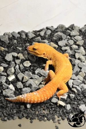 gerne auch Tausch ! Adult 0.1 Pure Mandarin Leopardgecko 