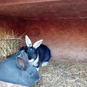 Drei Rammler Kaninchen Bild 5