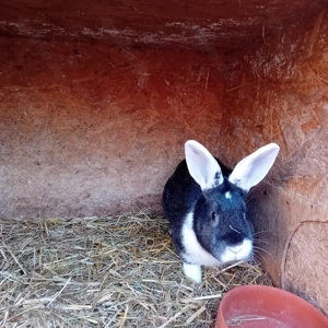 Drei Rammler Kaninchen Bild 4