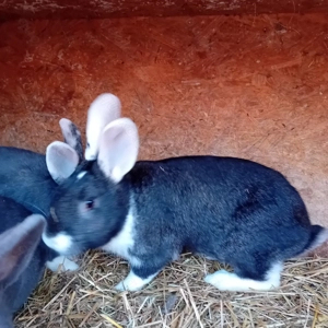 Drei Rammler Kaninchen Bild 3