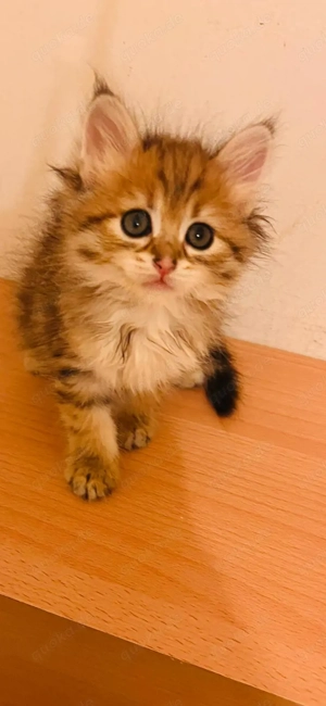 Sibirische Neva-Masquarade Kitten  Bild 3