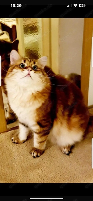 Sibirische Neva-Masquarade Kitten  Bild 5