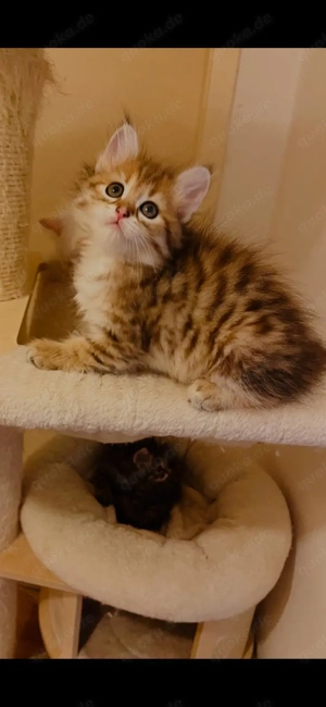 Sibirische Neva-Masquarade Kitten 