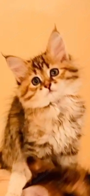 Sibirische Neva-Masquarade Kitten  Bild 2