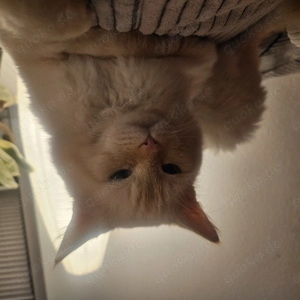 Deckkater Ares - BLH - 3 Jahre