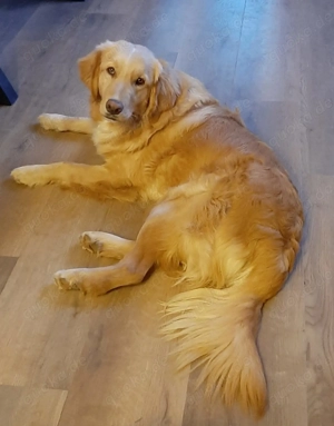 goldiger Goldi Max sucht liebevolles Für-immer-Zuhause