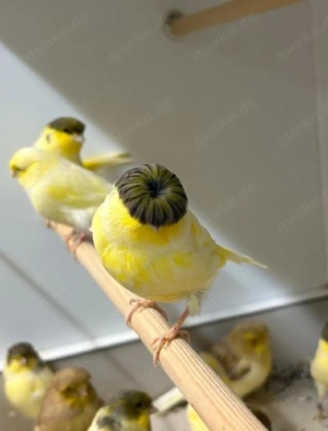 Gloster Fancy - Kanarienvögel 