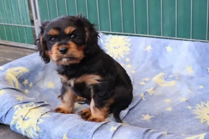 Cavalier- King - Charles Welpe Rüde VDH