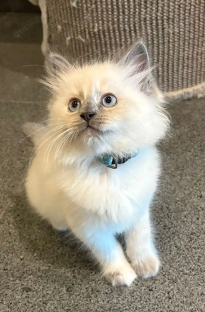 Traumhaftes Ragdoll-Schmusekätzchen fast 13 Wochen alt 