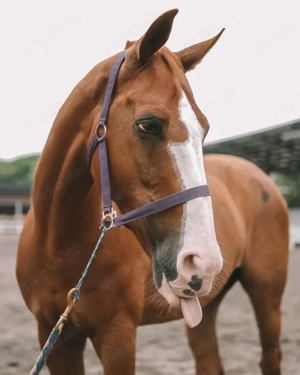 Pferd zu verkaufen